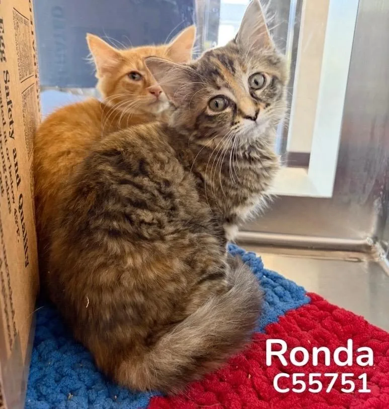 Ronda thumbnail 2