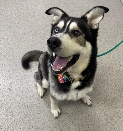 An adult large-sized male Siberian Husky dog named Daffy for adoption in Fishers, IN