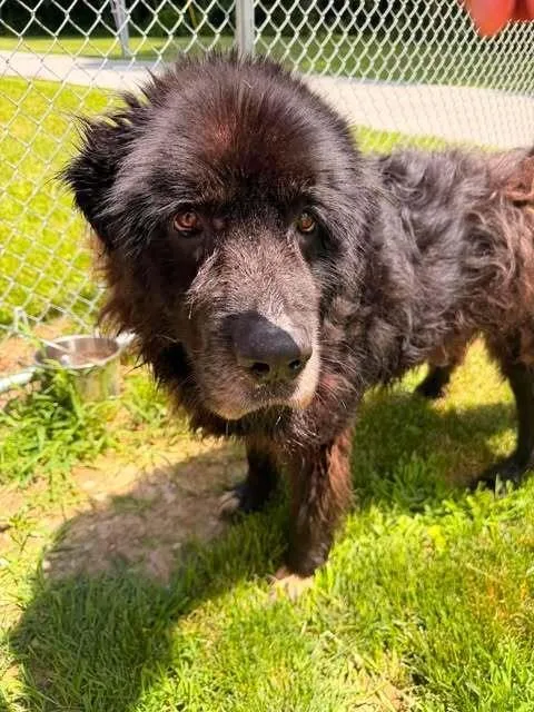 A senior large-sized male Black Newfoundland Dog dog named Eeyore for adoption in Hillsboro, OH