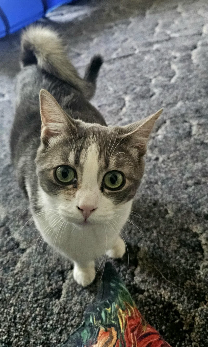 Cashmere thumbnail 2