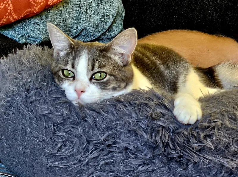 Cashmere thumbnail 3