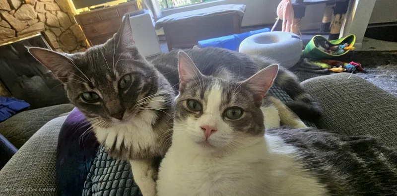 Cashmere thumbnail 4