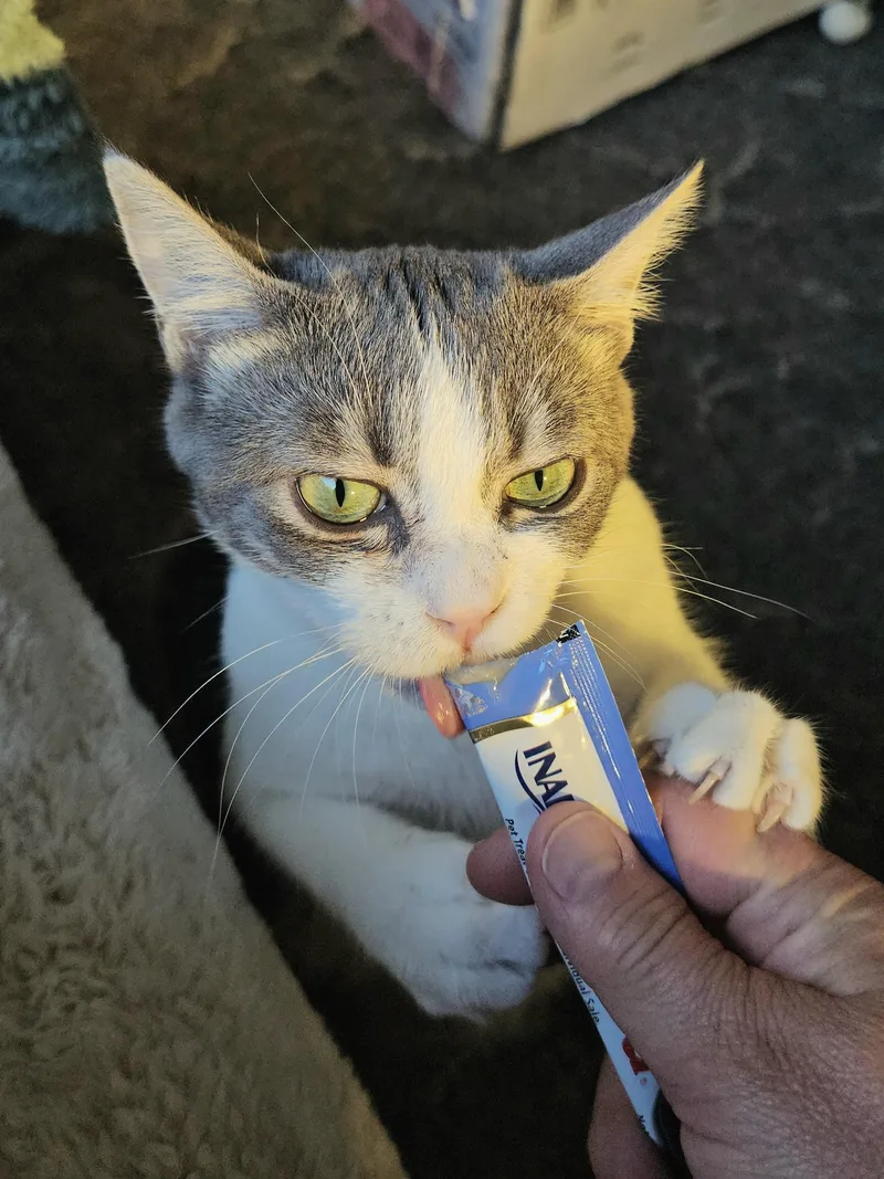 Cashmere thumbnail 5