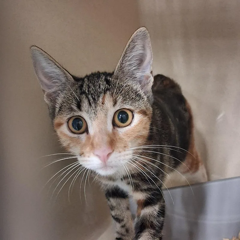 A baby medium-sized female Domestic Short Hair cat named Bessie for adoption in Gautier, MS