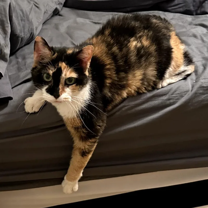 A senior medium-sized female Calico Domestic Short Hair cat named Matilda for adoption in Carmel, IN