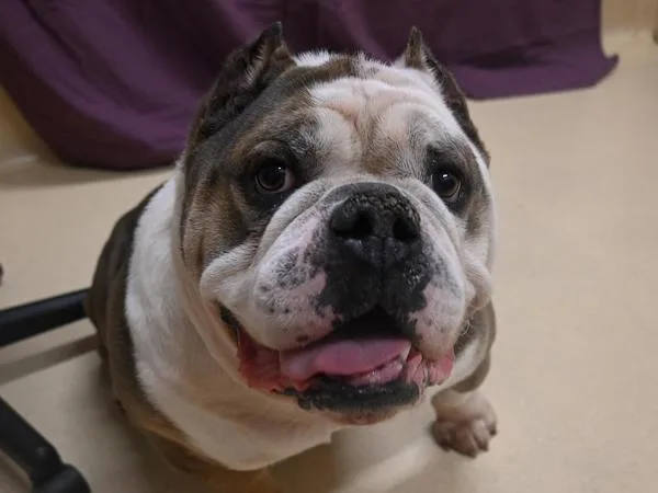 An adult extra large-sized male English Bulldog dog named Eddie for adoption in Portland, OR