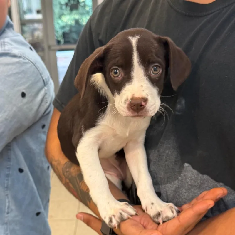 A baby medium-sized female Brittany Spaniel dog named Apple Pie for adoption in Crystal Lake, IL