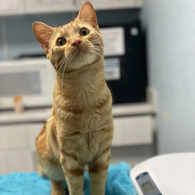 An adult medium-sized male Orange / Red Domestic Short Hair cat named Cameron for adoption in Riverside, CA
