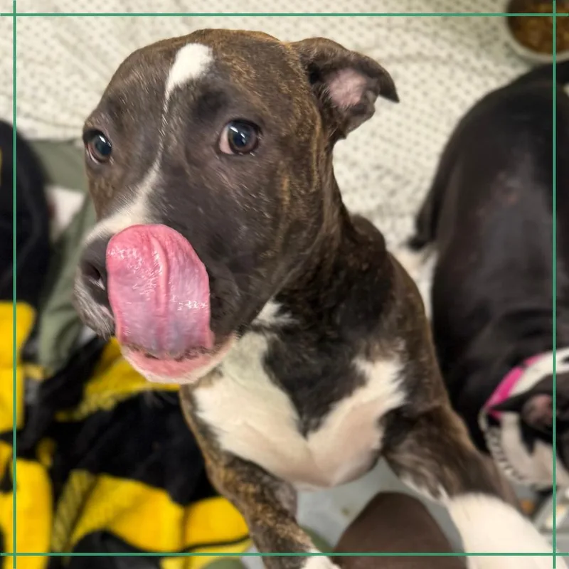 A young medium-sized female Mixed Breed dog named Snickers Bar for adoption in Austin, TX