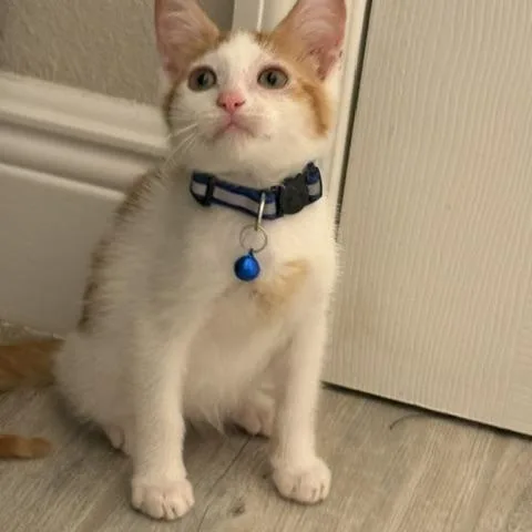 A baby small-sized male Orange & White American Shorthair cat named Buddy for adoption in Maitland, FL