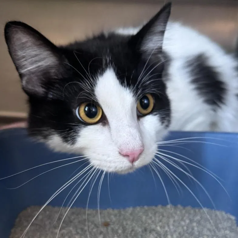 A young small-sized male White Domestic Short Hair cat named Loganberry for adoption in South Haven, MI