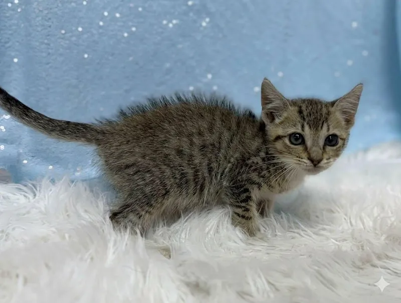 A young medium-sized male Domestic Short Hair cat named Dumpling for adoption in Clarkesville, GA