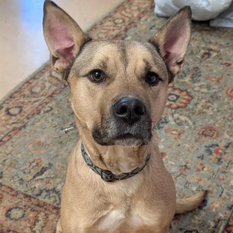 An adult medium-sized male Mixed Breed dog named Rocky for adoption in Walden, NY