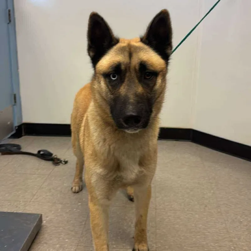 An adult large-sized male Shepherd dog named Uno for adoption in Bastrop, TX
