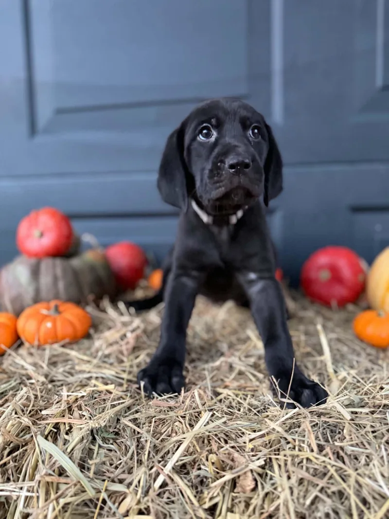 A baby medium-sized female Black and Tan Coonhound dog named Ducky for adoption in Dysart, IA