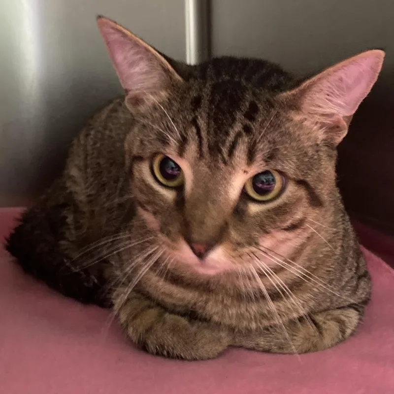 An adult large-sized male Buff / Tan / Fawn Domestic Short Hair cat named Rolo for adoption in Beaumont, TX