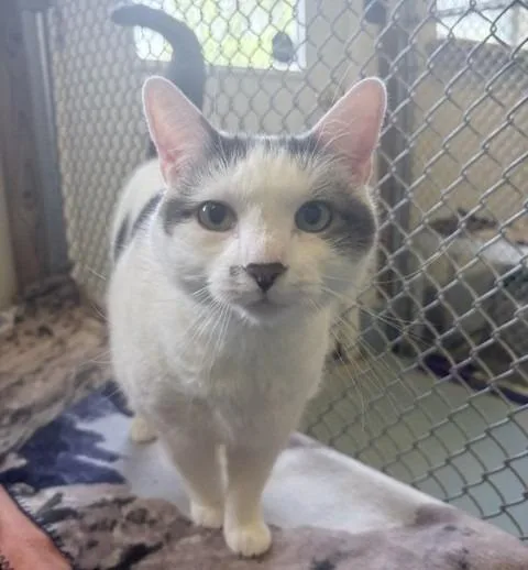 A senior large-sized male Domestic Short Hair cat named Buddy for adoption in Ogdensburg, NY