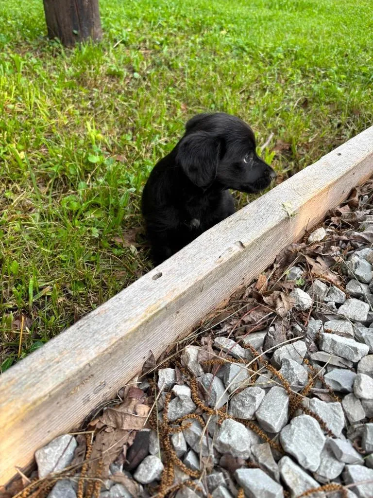 A baby medium-sized female Cockapoo dog named Likens Puppy for adoption in Morgantown, KY