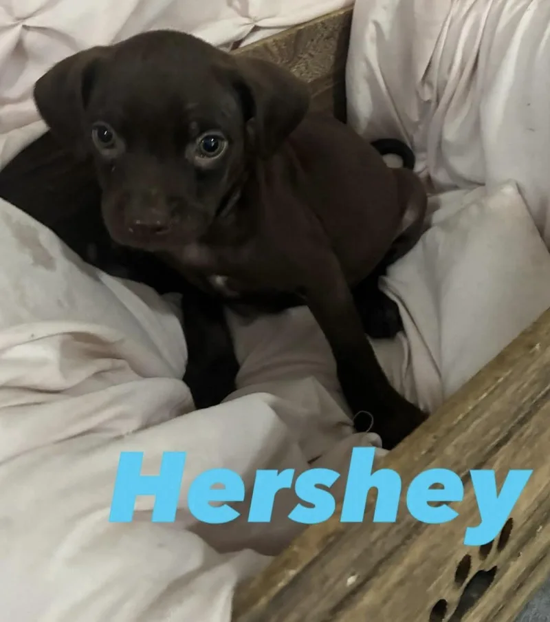 A baby small-sized male Boston Terrier dog named Hershey for adoption in Mobile, AL