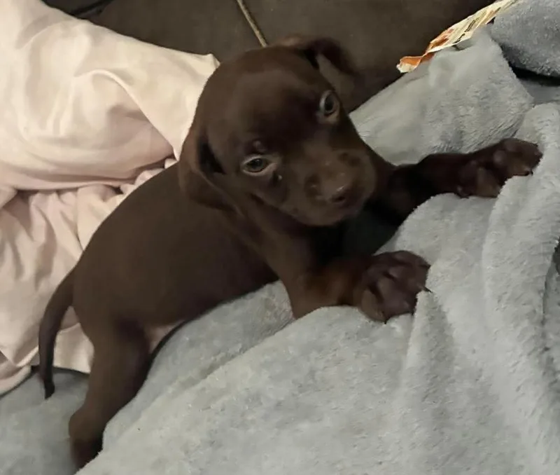 Hershey thumbnail 2