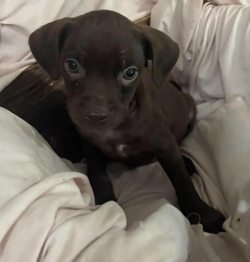 Hershey thumbnail 3