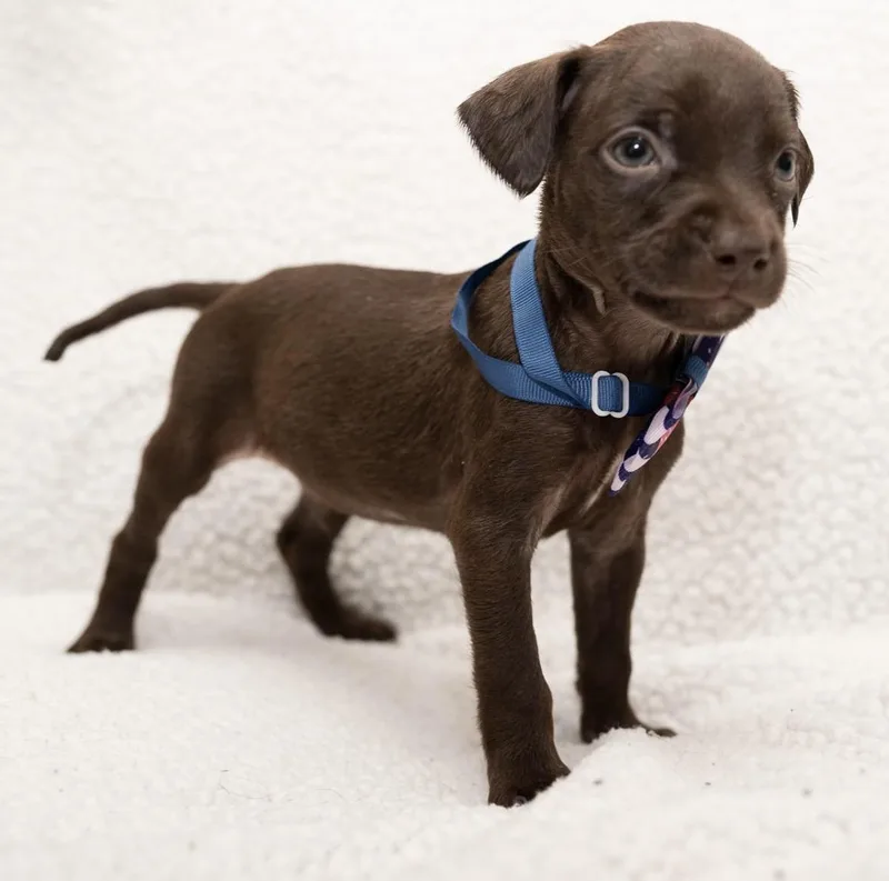 Hershey thumbnail 4