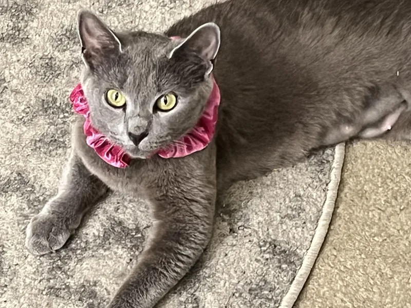 A young medium-sized female Gray / Blue / Silver Domestic Short Hair cat named Darcy for adoption in Beltsville, MD