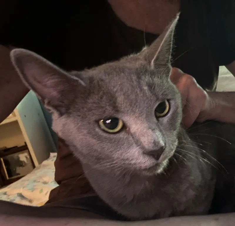 Darcy thumbnail 5