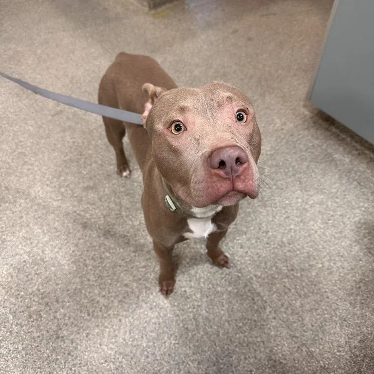 A young medium-sized male Mixed Breed dog named Peanut Butter for adoption in Jacksonville, FL