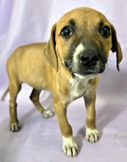 A baby large-sized female Dutch Shepherd dog named Rosemary for adoption in Morton Grove, IL