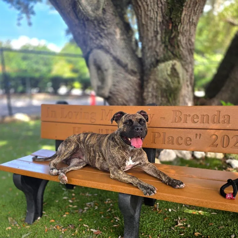 An adult large-sized female Brindle Mixed Breed dog named Juliet for adoption in Port Charlotte, FL