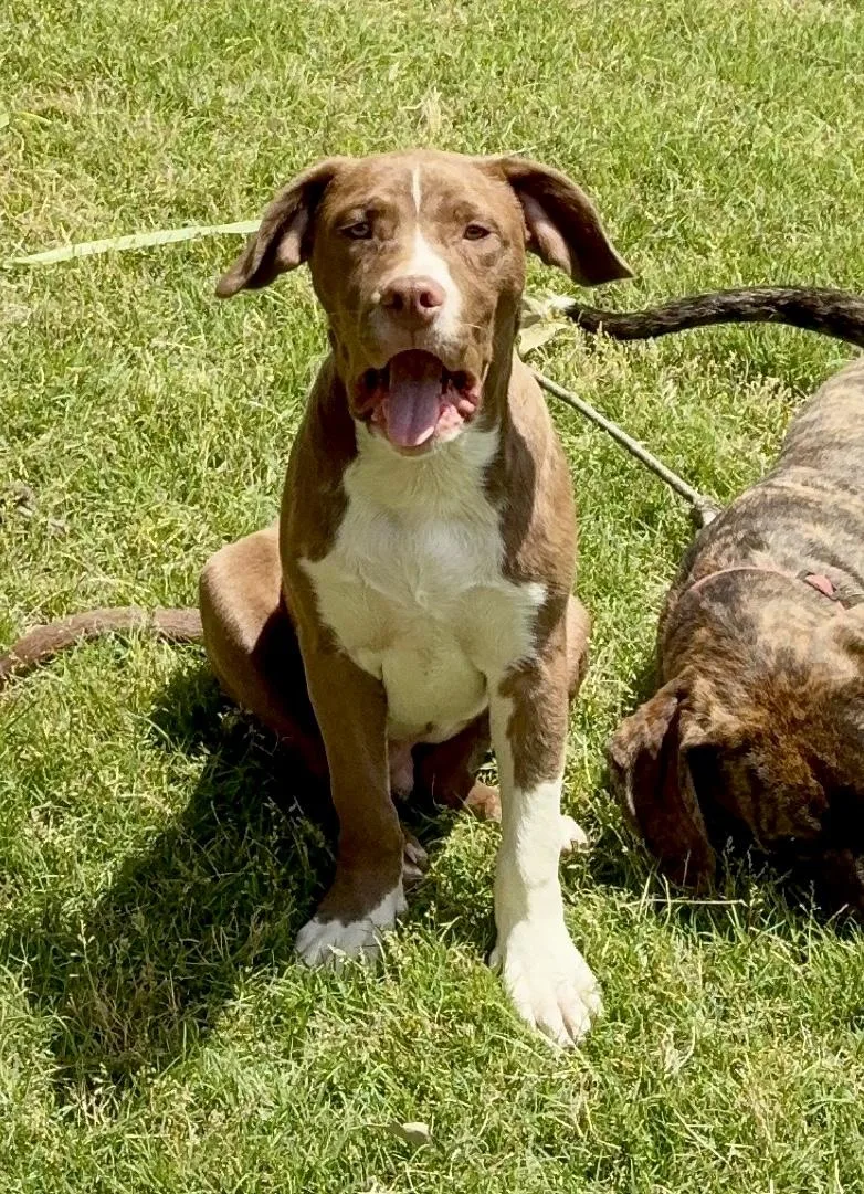 Mocha