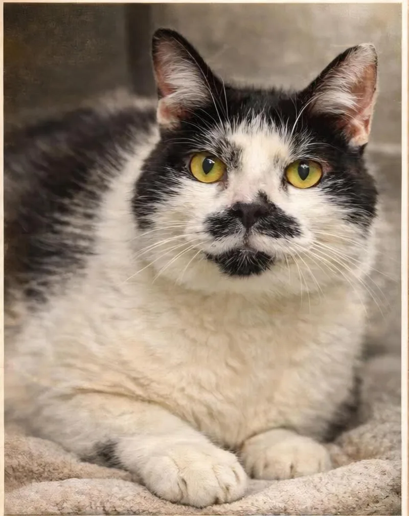 A senior medium-sized male Black & White / Tuxedo Domestic Short Hair cat named Chaplin for adoption in Stratford, CT