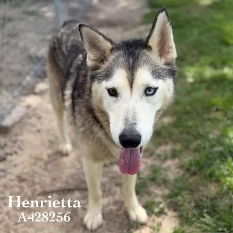 A young large-sized female Siberian Husky dog named Henrietta for adoption in Conroe, TX