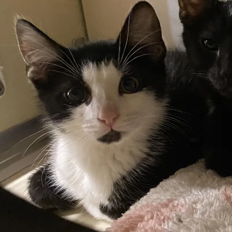 A baby small-sized male Black Domestic Short Hair cat named Villain for adoption in Garfield, AR