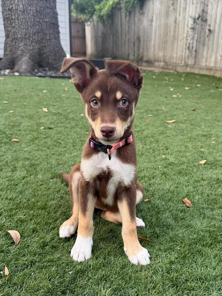A baby medium-sized female Tricolor (Brown, Black, & White) Collie dog named Diana for adoption in Saugus, MA