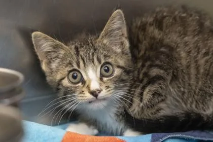 A young small-sized female Domestic Short Hair cat named B Gene for adoption in North Charleston, SC
