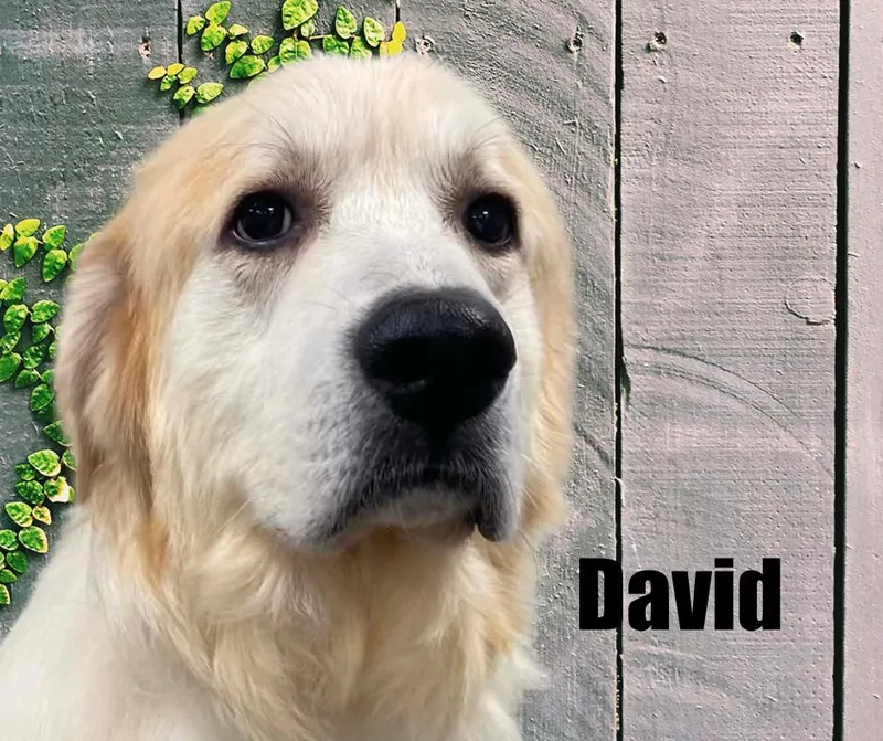 A young large-sized male Great Pyrenees dog named David for adoption in Marshville, NC