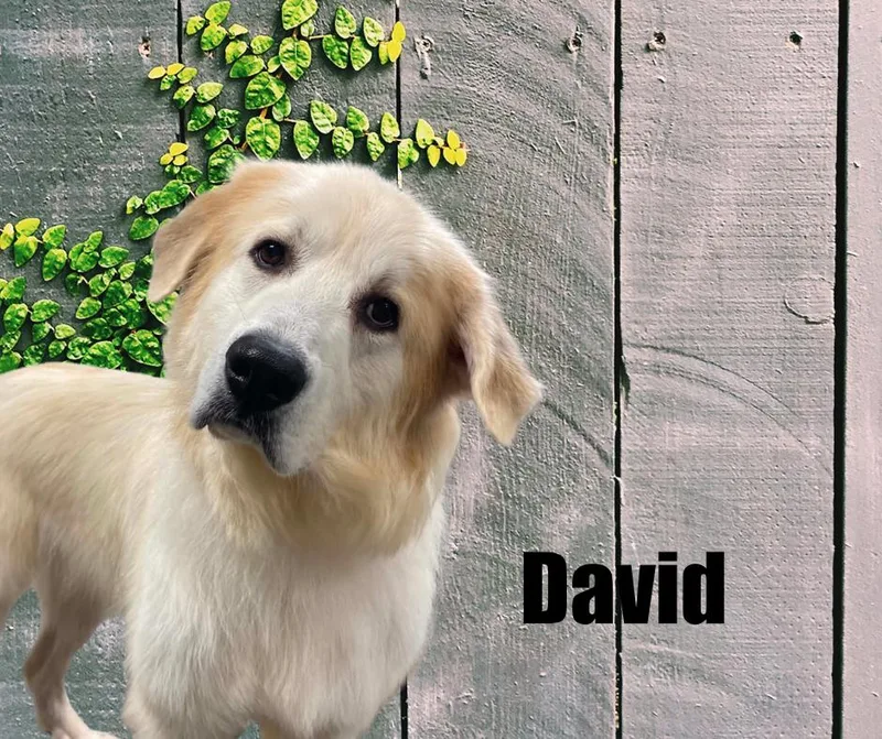 David thumbnail 2