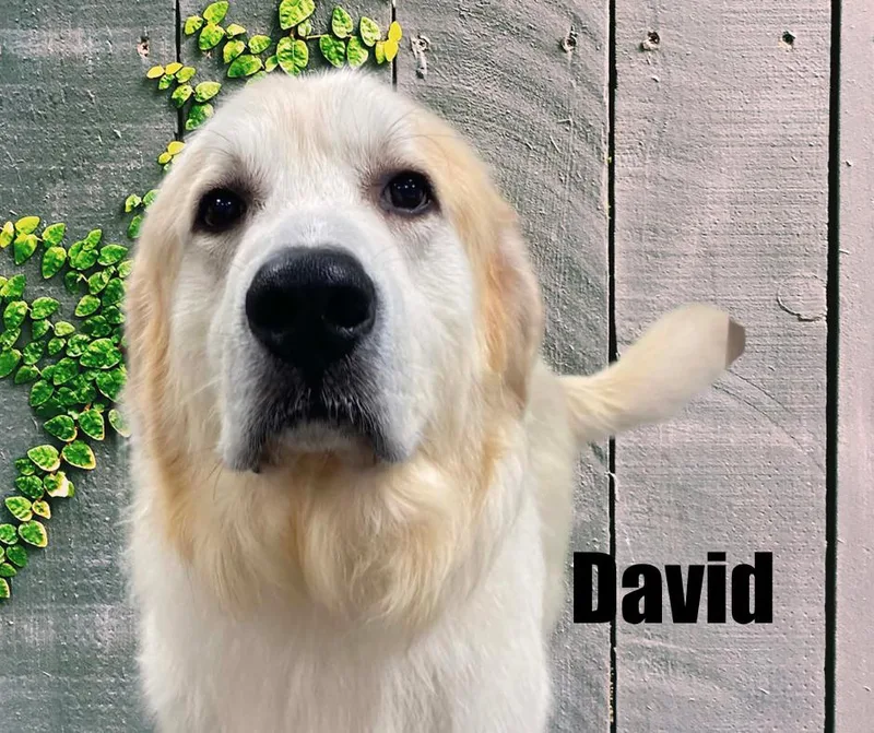David thumbnail 3