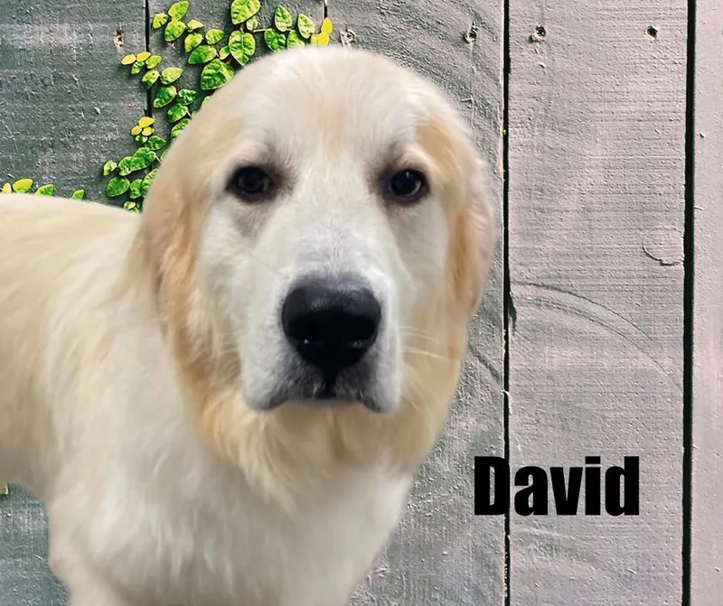 David thumbnail 4