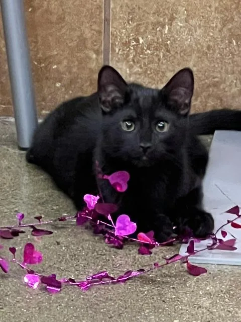 A baby medium-sized male Black Domestic Short Hair cat named Prince Pekoe for adoption in Findlay, OH