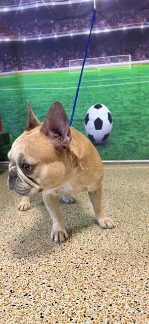 A young small-sized female French Bulldog dog named Lorena for adoption in Miami, FL