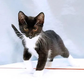 A baby medium-sized female Black & White / Tuxedo Domestic Short Hair cat named Salem for adoption in Maynardville, TN