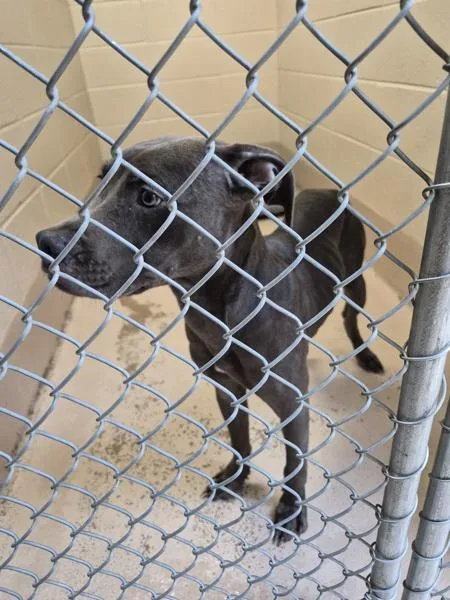 A young medium-sized male Pit Bull Terrier dog named Ic for adoption in Lawrenceville, GA