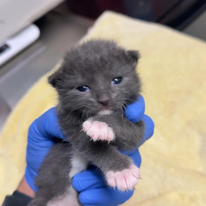 A baby small-sized female Gray / Blue / Silver Domestic Short Hair cat named Polly for adoption in Lakewood, CO