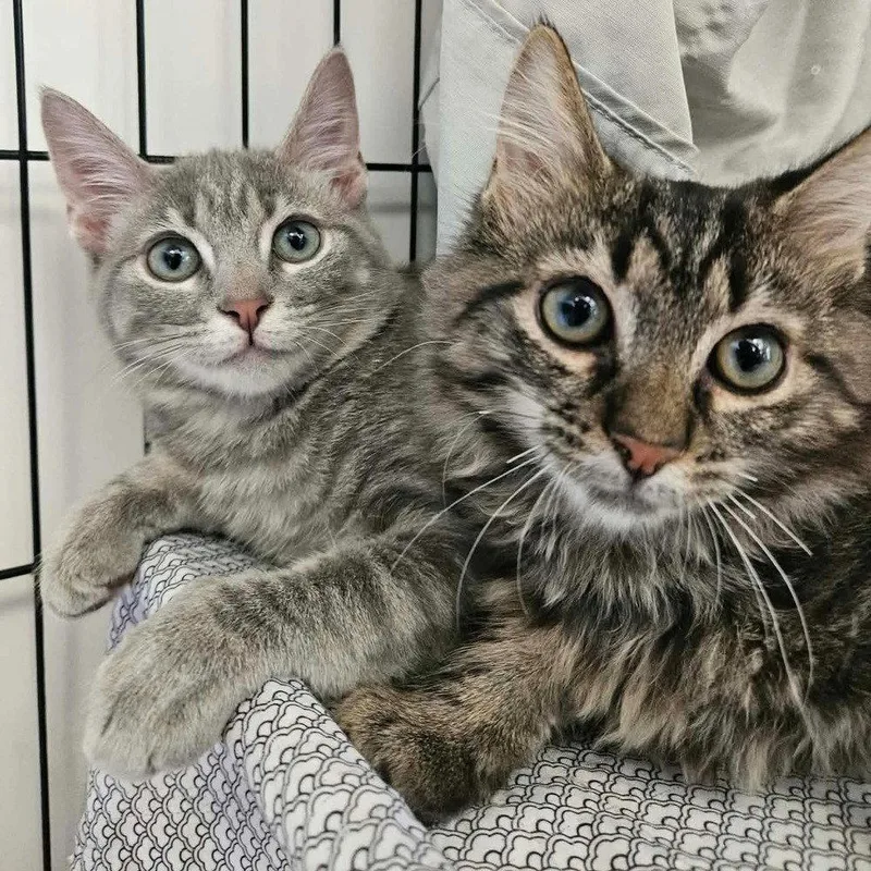 A baby medium-sized male Domestic Short Hair cat named Nyman for adoption in Candler, NC