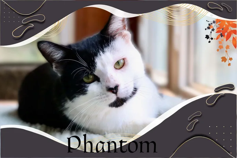 A young medium-sized male Black & White / Tuxedo Domestic Short Hair cat named Phantom for adoption in Charlotte, NC
