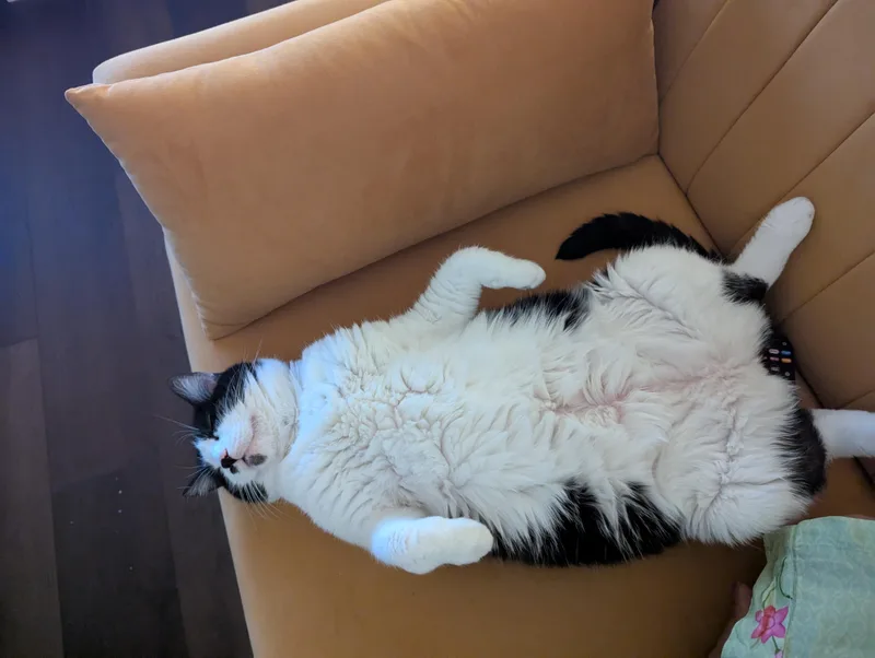 Bella Rosa   thumbnail 2