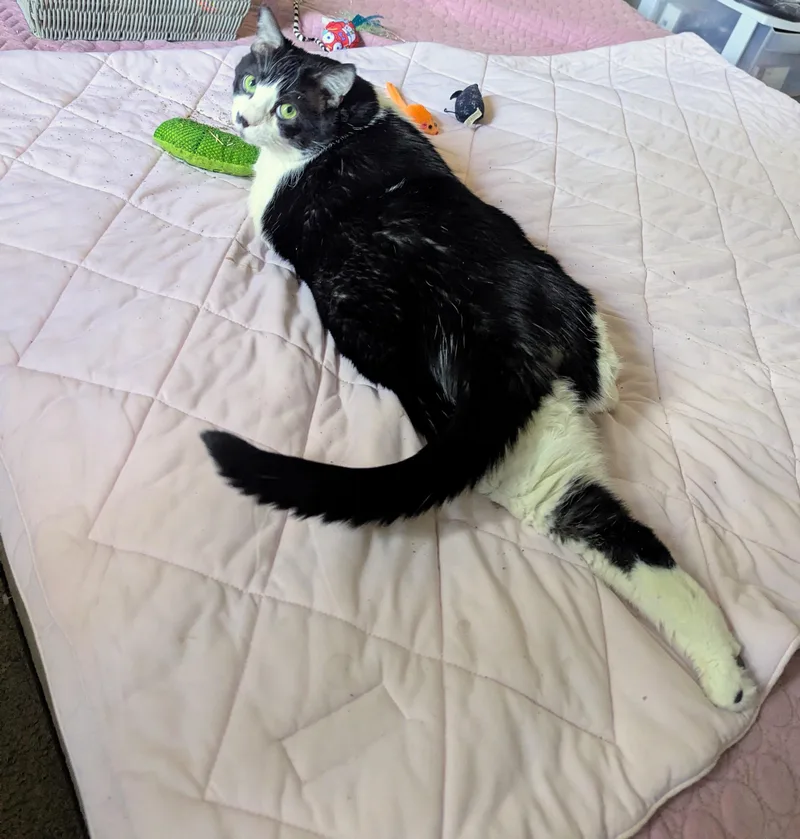 An adult large-sized female Black & White / Tuxedo Domestic Short Hair cat named Bella Rosa   for adoption in Fountain Valley, CA